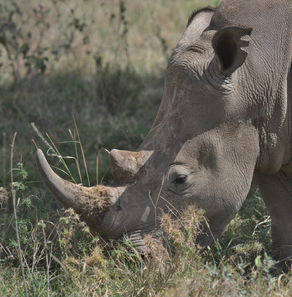 White rhino grazing in Nairobi National Park, capturing its powerful presence.