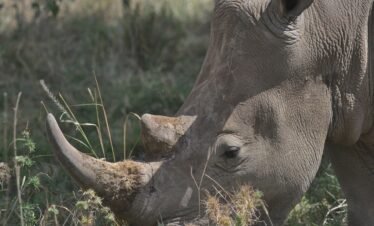 White rhino grazing in Nairobi National Park, capturing its powerful presence.